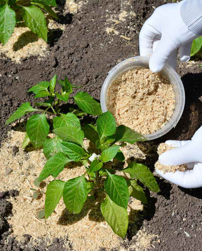 sciure-de bois-compost